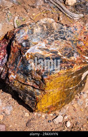 Seltener und farbenfroher versteinerter Baum; Petrified Forest Trail; Escalante Petrified Forest State Park; Escalante; Utah; USA Stockfoto