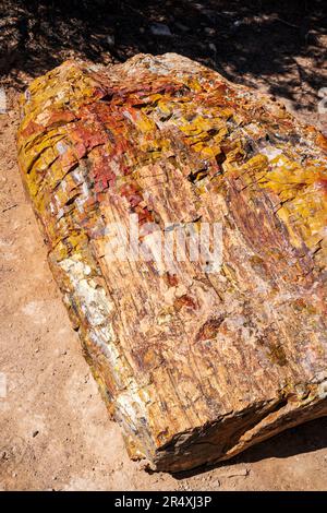 Seltener und farbenfroher versteinerter Baum; Petrified Forest Trail; Escalante Petrified Forest State Park; Escalante; Utah; USA Stockfoto