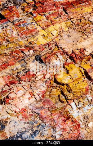 Seltener und farbenfroher versteinerter Baum; Petrified Forest Trail; Escalante Petrified Forest State Park; Escalante; Utah; USA Stockfoto