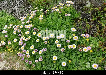 Seaside Fleabane, Beach aster oder Seaside Daisy, Erigeron glaucus, tengerParti százszorszép, Monterey, Monterey County, Kalifornien, USA, Nordamerika Stockfoto