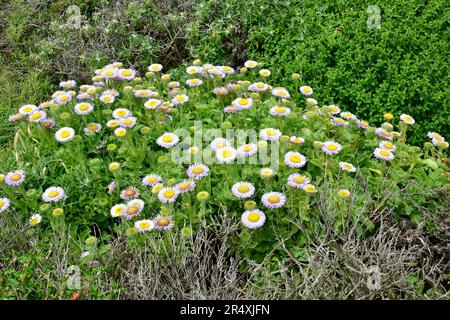 Seaside Fleabane, Beach aster oder Seaside Daisy, Erigeron glaucus, tengerParti százszorszép, Monterey, Monterey County, Kalifornien, USA, Nordamerika Stockfoto