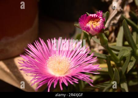 Zwei Blumen der saftigen Pflanze, bekannt als Katzenkralle oder Eispflanze südafrikanischer Herkunft, auf einer Terrasse Stockfoto