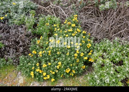 Sonnenblumen am Meer, Eriophyllum staechadifolium, Monterey, Monterey County, Kalifornien, USA, Nordamerika Stockfoto