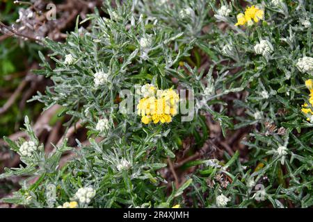 Sonnenblumen am Meer, Eriophyllum staechadifolium, Monterey, Monterey County, Kalifornien, USA, Nordamerika Stockfoto