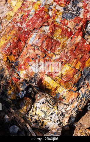 Seltener und farbenfroher versteinerter Baum; Petrified Forest Trail; Escalante Petrified Forest State Park; Escalante; Utah; USA Stockfoto