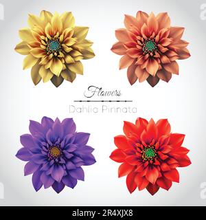 Dahlia-Pinnata-Blumenvektorset. Gelb, Rosa, Lila und Rote Blume. Stock Vektor