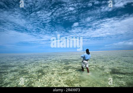 Flyfischen auf Bonefish auf den Bahama-Flachflächen; Bahama-Inseln Stockfoto