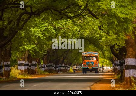 Verkehr auf einer von Bäumen gesäumten Straße in Südindien; Tamil Nadu, Indien Stockfoto