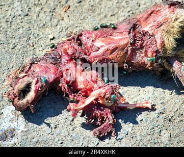 Tote Eichhörnchen-Kadaver auf der Straße von Vögeln und Ratten gefressen Stockfoto