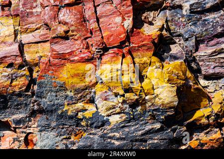 Seltener und farbenfroher versteinerter Baum; Petrified Forest Trail; Escalante Petrified Forest State Park; Escalante; Utah; USA Stockfoto