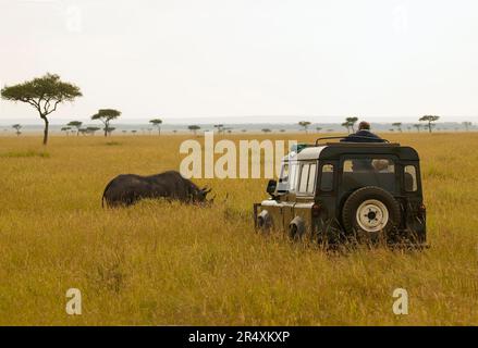 Touristen, die schwangere Schwarze Nashörner (Diceros bicornis) aus einem Fahrzeug in Kichwa Tembo, Masai Mara National Reserve, Kenia, grasen sehen Stockfoto