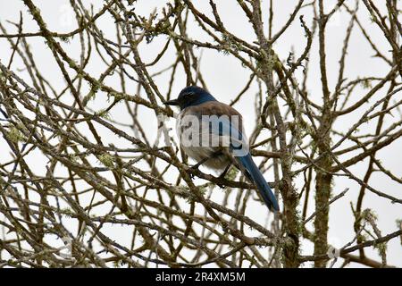 California scrub jay, Geai buissonnier, Aphelocoma californica, bozótszajkó, Monterey, Monterey County, Kalifornien, USA, Nordamerika Stockfoto