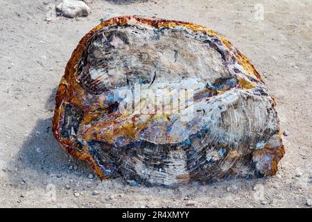 Seltener und farbenfroher versteinerter Baum; Petrified Forest Trail; Escalante Petrified Forest State Park; Escalante; Utah; USA Stockfoto