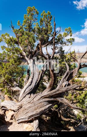 Antiker Juniper Tree; Escalante Petrified Forest State Park; Escalante; Utah; USA Stockfoto