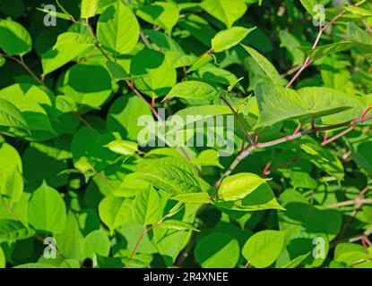 Japanische Knotweed-Blätter im Frühling Stockfoto