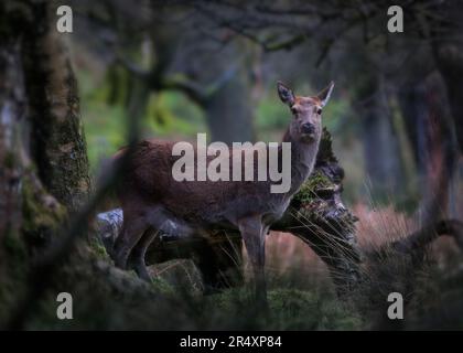 Ein weibliches Rotwild (Hinterwild), das in einer Waldlandschaft in Derbyshire von Angesicht zu Angesicht gefangen wurde. Stockfoto