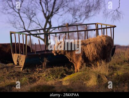 Eine Kuh im Hochland in ländlicher Umgebung stand neben einem leeren Fütterungswagen. Stockfoto