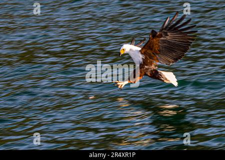 Ein Afrikanischer Fischadler hebt mit einem Köderfisch in seinen Krallen vom Lake Malawi in Chembe, Cape Maclear, Lake Malawi Nationalpark, Malawi, ab. Stockfoto