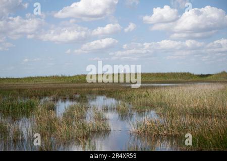 Everglades, Florida, USA. 8. Mai 2023. Der Everglades-Nationalpark ist ein faszinierendes Naturwunder in Florida, USA. Auf einer Fläche von über 1,5 Millionen Hektar sind hier verschiedene Ökosysteme zu finden, darunter Feuchtgebiete, Mangroven und Graspräparate. Besucher können die einzigartige Tierwelt, wie Alligatoren, Wasservögel und Seekühe, bei Wanderungen, Kajaktouren oder Führungen erkunden und sich in die atemberaubende Schönheit eintauchen. Ökologie, invasive Arten, Klimawandel, Umwelt, Umwelt, Klimakrise, globale Erwärmung, grün, ESG, Sumpf. (Kreditbild: © Taidgh Barron/ZUMA Press We Stockfoto