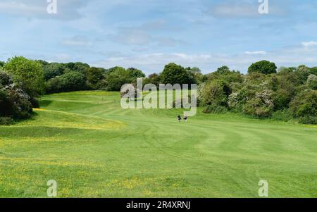 Zwei Golfspieler inmitten von Westwood, öffentlicher Park und Golfplatz, flankiert von Bäumen und Rasen mit Butterbechern im Westwood, Beverley, Großbritannien. Stockfoto