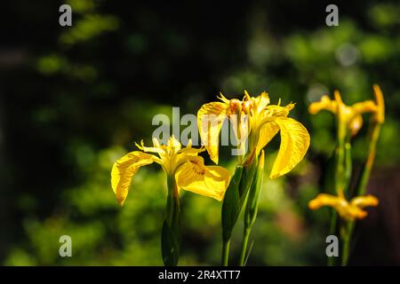 Die feuchte, krautige, mehrjährige Iris pseudacorus, die Wasserflagge, gelbe Flagge oder gelbe Iris, in Blüten im Spätfrühling/Frühsommer in England Stockfoto