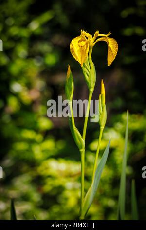 Die feuchte, krautige, mehrjährige Iris pseudacorus, die Wasserflagge, gelbe Flagge oder gelbe Iris, in Blüten im Spätfrühling/Frühsommer in England Stockfoto