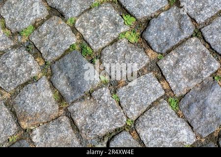 Fragment eines Gehwegs mit Granitstein gepflastert, mit Gras zwischen den Pflastersteinen, für den Einsatz als abstrakter Hintergrund und Textur. Stockfoto