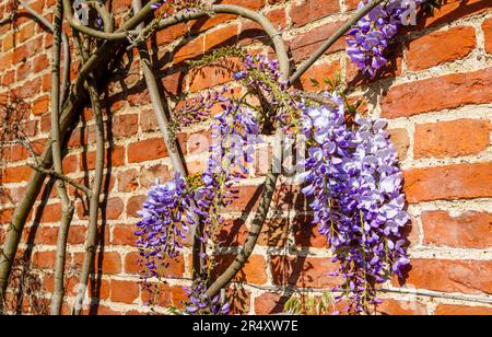 Maulwürfe von Wisteria sinensis, die im Spätfrühling/Frühsommer im RHS Garden Wisley, Surrey, Südostengland, an einer Backsteinmauer wachsen Stockfoto