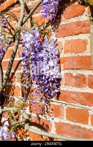 Maulwürfe von Wisteria sinensis, die im Spätfrühling/Frühsommer im RHS Garden Wisley, Surrey, Südostengland, an einer Backsteinmauer wachsen Stockfoto