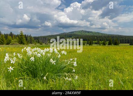 Typische Frühlingslandschaft in der Nähe von Stozec, Nationalpark Sumava, Tschechische Republik Stockfoto