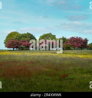 Der öffentliche Westwood Park und der Golfplatz im Frühling in Beverley, Yorkshire, Großbritannien, bieten wilde Blumen und Gräser, die von Bäumen mit bunten Blüten umgeben sind. Stockfoto