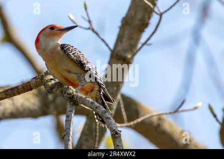 Der rothäugige Woodpecker, der an einem Baum im Südwesten von Ontario, Kanada, forscht. Stockfoto