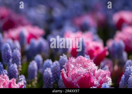 Makroaufnahme von Tulpe mit Wassertropfen, Blumengarten Keukenhof, Lisse, Niederlande Stockfoto