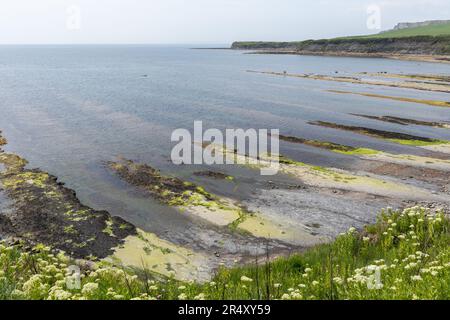 Blick auf die Kalksteinvorsprünge in Kimmeridge Bay Dorset, England, Großbritannien Stockfoto