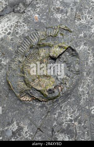 Nahaufnahme von Ammonit Fossils in the Rock in Kimmeridge Bay, Dorset, England, Großbritannien Stockfoto