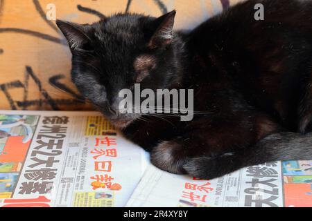 Eine schwarze Katze, die auf den chinesischen Zeitungen des World Journal schläft. In der Schlagzeile steht: "Texas, 2 Tage, 2 Massaker, 16 Tote." 8. Mai 2023. Stockfoto