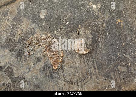 Nahaufnahme von Ammonit Fossils in the Rock in Kimmeridge Bay, Dorset, England, Großbritannien Stockfoto