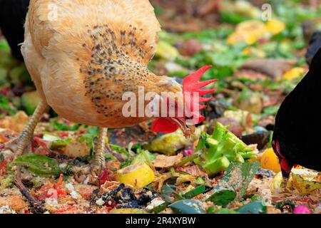 Eine New Hampshire Red Chicken Henne, die Küchenstift und Lebensmittelabfälle durchforstet. Stockfoto