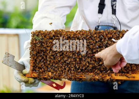 Ein Imker mit J-Haken-Werkzeug hält einen Brut-Kamm voller Honigbienen, während ein Finger auf den roten Punkt zeigt, der mit Queen Bee markiert ist. Stockfoto