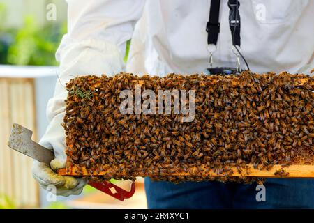 Ein Imker mit J-Haken hält einen Brut-Kamm voller Honigbienen, wobei der rote Punkt „Queen Bee“ in der Mitte des Kammes steht. Stockfoto