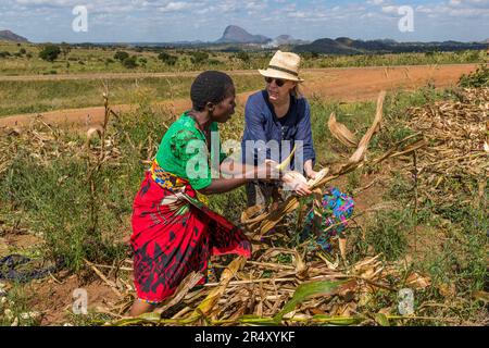 Die Maisernte ist eine wichtige Familienveranstaltung in Malawi. Die Maiskolben werden von Hand geerntet. Maisernte in der Nähe von Kasina, Malawi Stockfoto