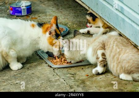 Suzie Q, eine trächtige wilde Katze, isst mit ihren Kätzchen aus einem früheren Wurf, 22. Mai 2023, in CODEN, Alabama. Stockfoto