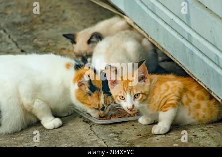 Suzie Q, eine trächtige wilde Katze, isst mit ihren Kätzchen aus einem früheren Wurf, 22. Mai 2023, in CODEN, Alabama. Stockfoto