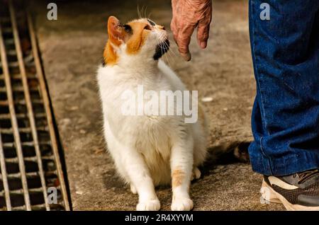 Ein freiwilliger Tierretter erlaubt einer schwangeren wilden Katze, ihre Hand zu riechen, um Vertrauen zu gewinnen, am 22. Mai 2023 in CODEN, Alabama. Stockfoto