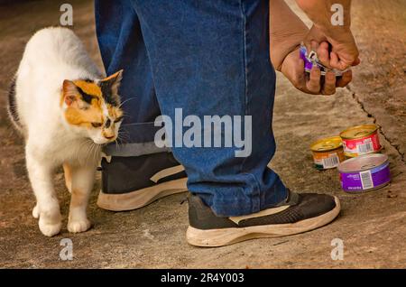 Eine Freiwillige für Tierrettung öffnet Katzenfutter für eine schwangere wilde Katze und ihre Kätzchen aus einem früheren Wurf, 22. Mai 2023, in CODEN, Alabama. Stockfoto