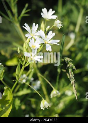 Chickweed (stellaria media) Blumen neben Gras Stockfoto