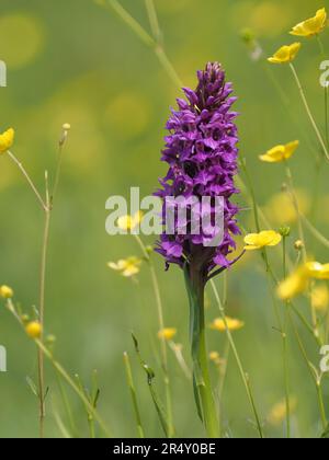 Sumpforchidee, die neben Butterblumen in Feuchtgräsern wächst Stockfoto