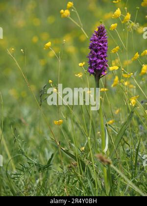 Sumpforchidee, die neben Butterblumen in Feuchtgräsern wächst Stockfoto