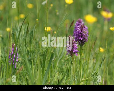 Sumpforchidee, die neben Butterblumen in Feuchtgräsern wächst Stockfoto