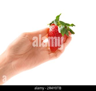 Große reife frische Erdbeere in weiblicher Hand isoliert auf weißem Hintergrund. Stockfoto